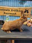 Nowozelandzki czerwony samica samiec rodowód
