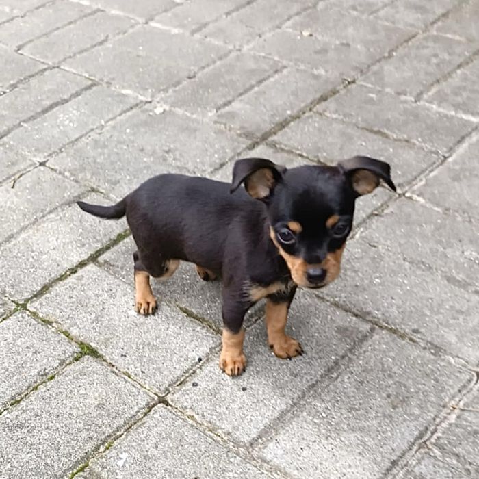 Pinscher super miniatura