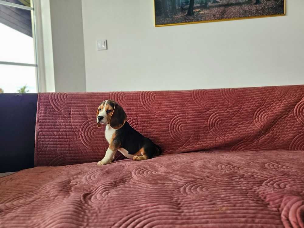 BEAGLE-piesek, ZKWP ,potencjał wystawowy