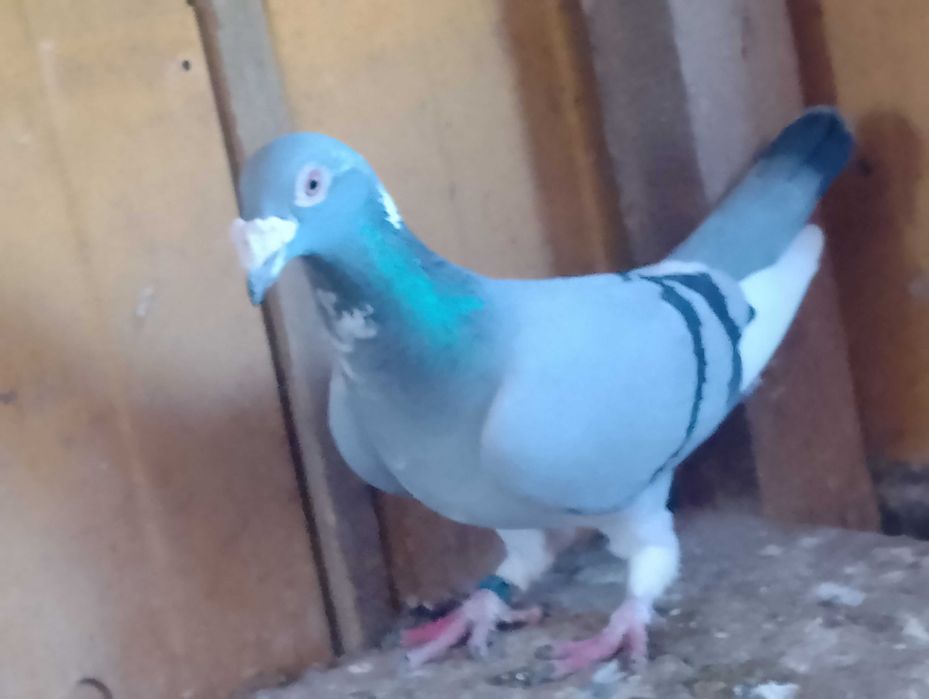 Ptaki gołębie staropolskie srebniaki tipesy