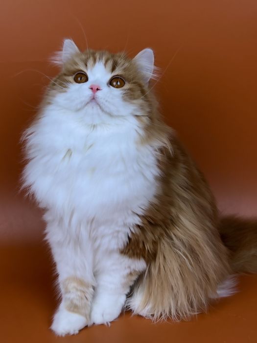 Шотландська дівчинка, хайленд страйт.