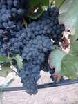 UVAS TINTAS para Vinho