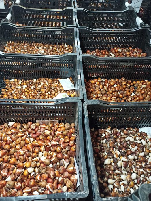 Тюльпани нарциси, цибулини тюльпанів нарцисів, тюльпаны, луковицы