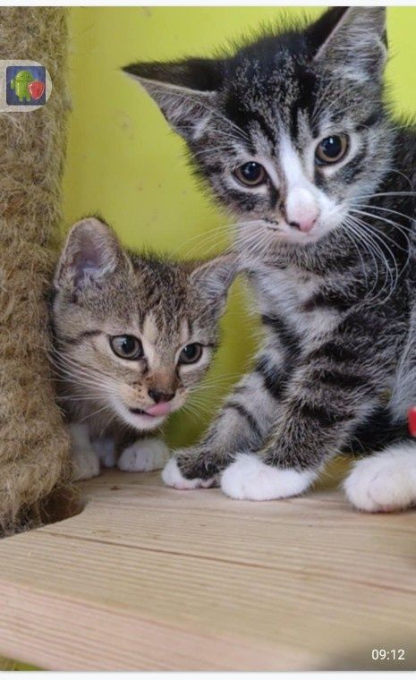 Kotki do adopcji