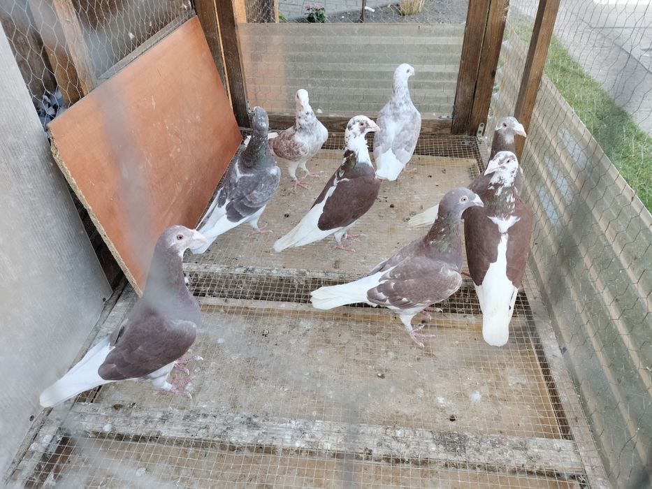 Gołębie staropolskie