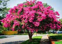 Lagerstroemia indyjska sadzonka w doniczce 2l  6 odmian i kolorów