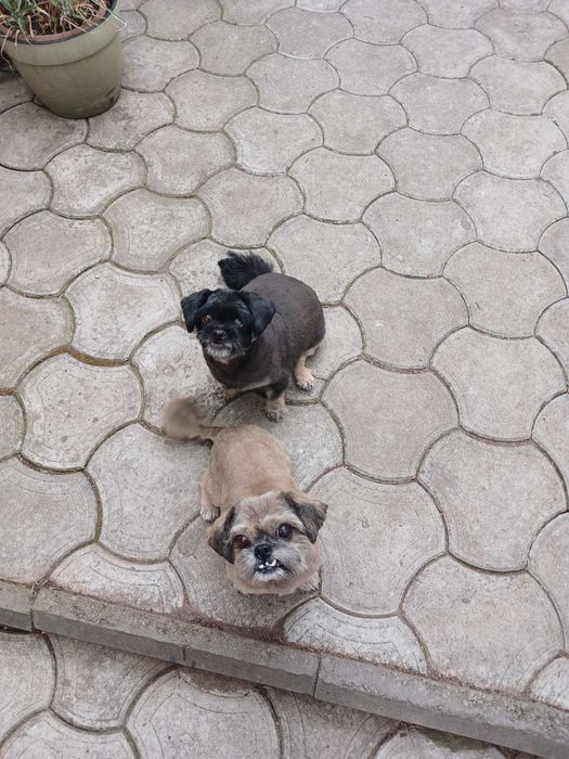 Стрижка кошек , собак, кроликов