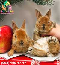 Гіпоалергений Нідерландський карлик, кролик декоративний, карликовий