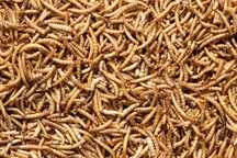 Сушений борошняний хробак, мучной червь, mealworms 100 грам