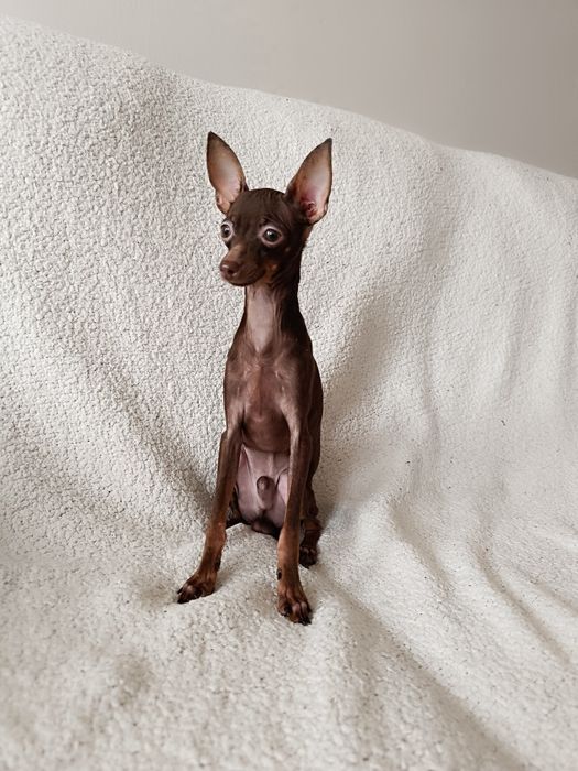 Rosyjski Toy (ratlerek), z dokumentami FCI