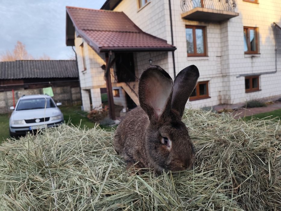 Króliki samce olbrzym belgijski
