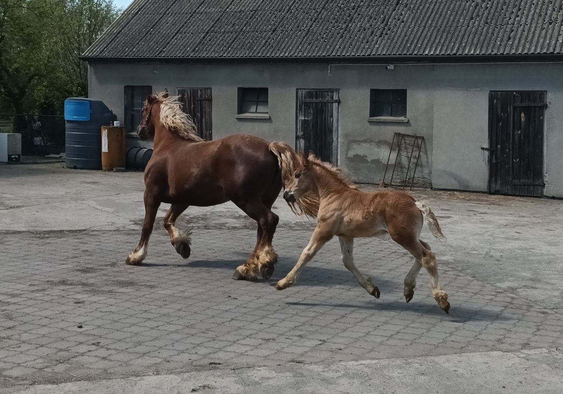 Klacz zimnokrwista ze źrebakiem