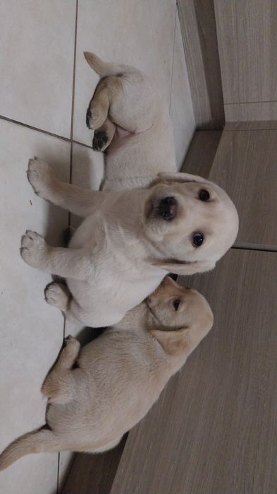 Szczeniak labradora