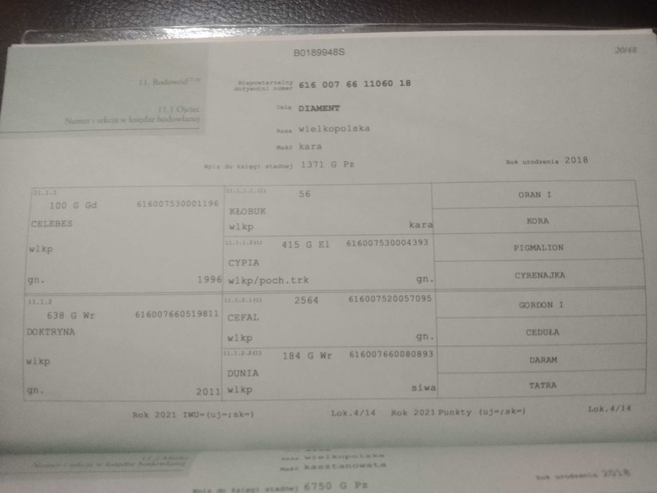 klacz wielkopolska dotacyjna ZORZA programowa