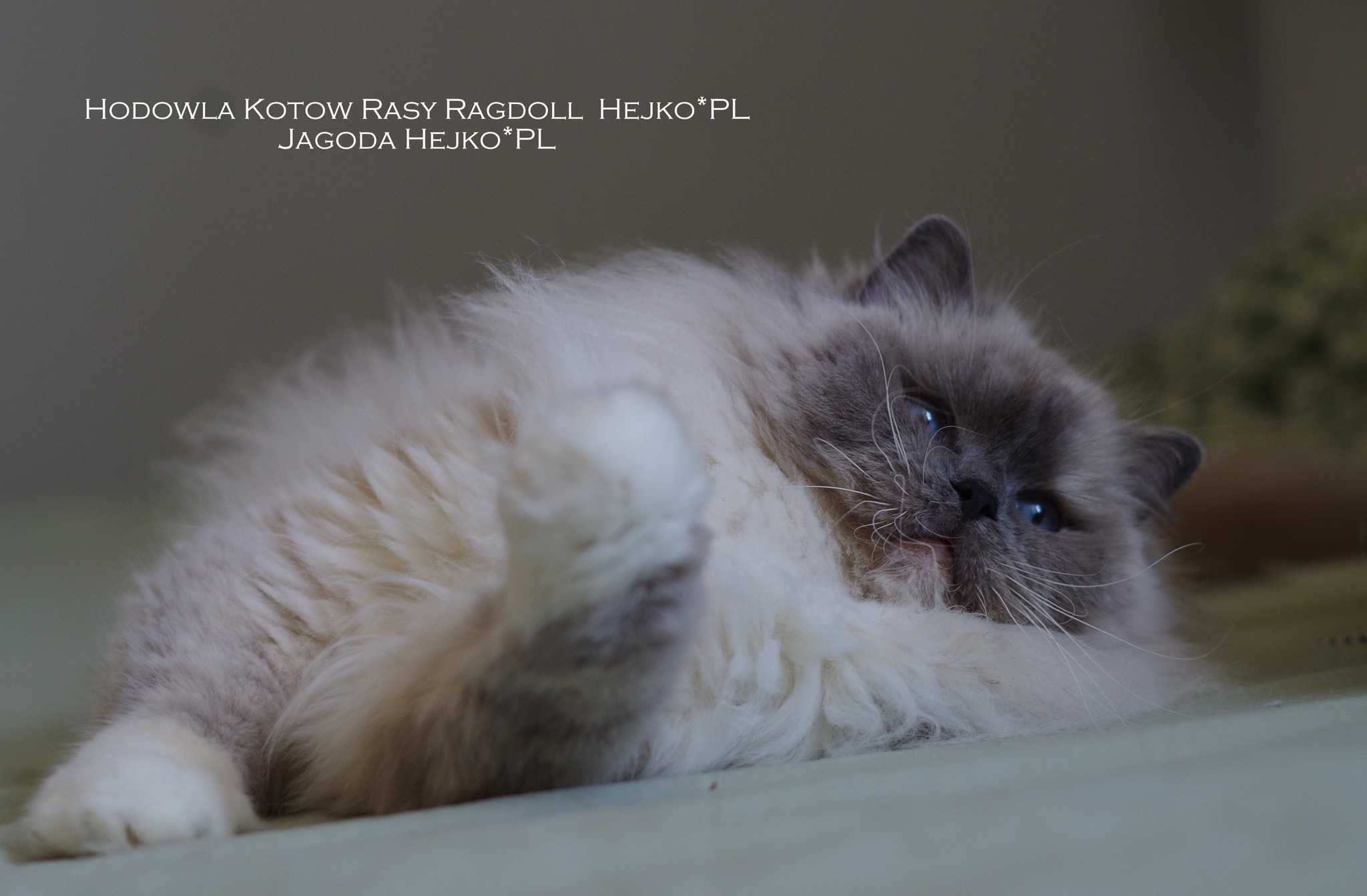 Wyjątkowa kotka Ragdoll kocięta z profesjonalnej hodowli FIFe FPL