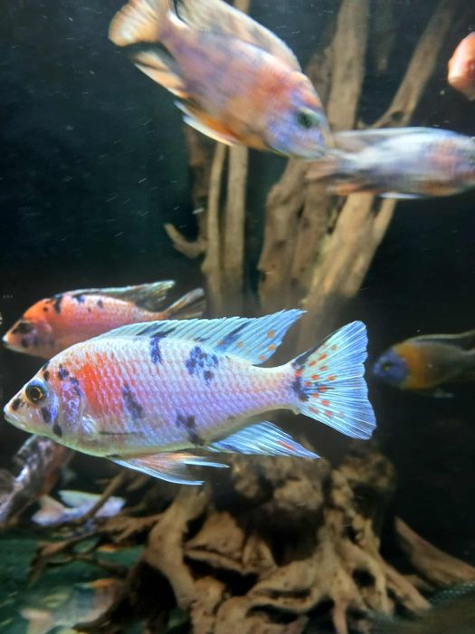 Sprzedam Aulonacary Calico