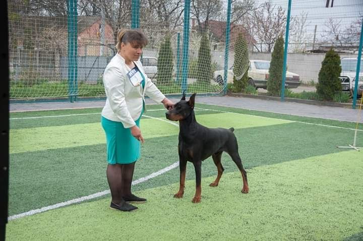 Супер качественные и крупные щенки с документами