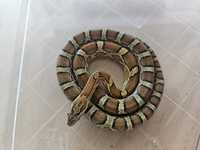 Wąż zbożowy długość 50 cm