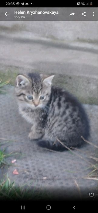 Кошеня 1.5 місяці дівчинка