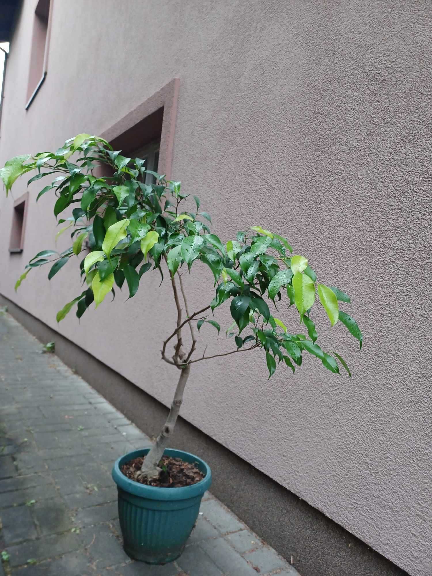 Fikus benjamina roślina