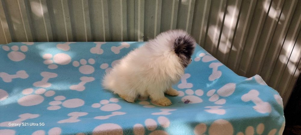 Fêmea Spitz Alemão Anão