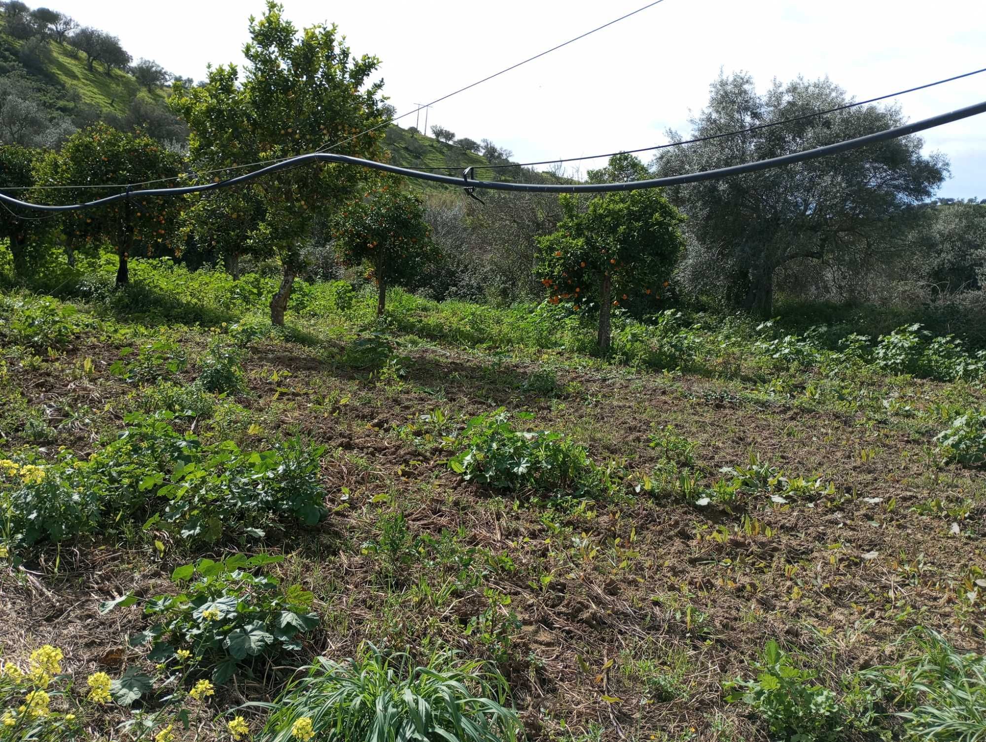 Terreno numa aldeia