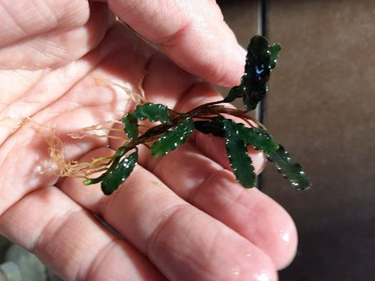 Bucephalandra sp.Titan
