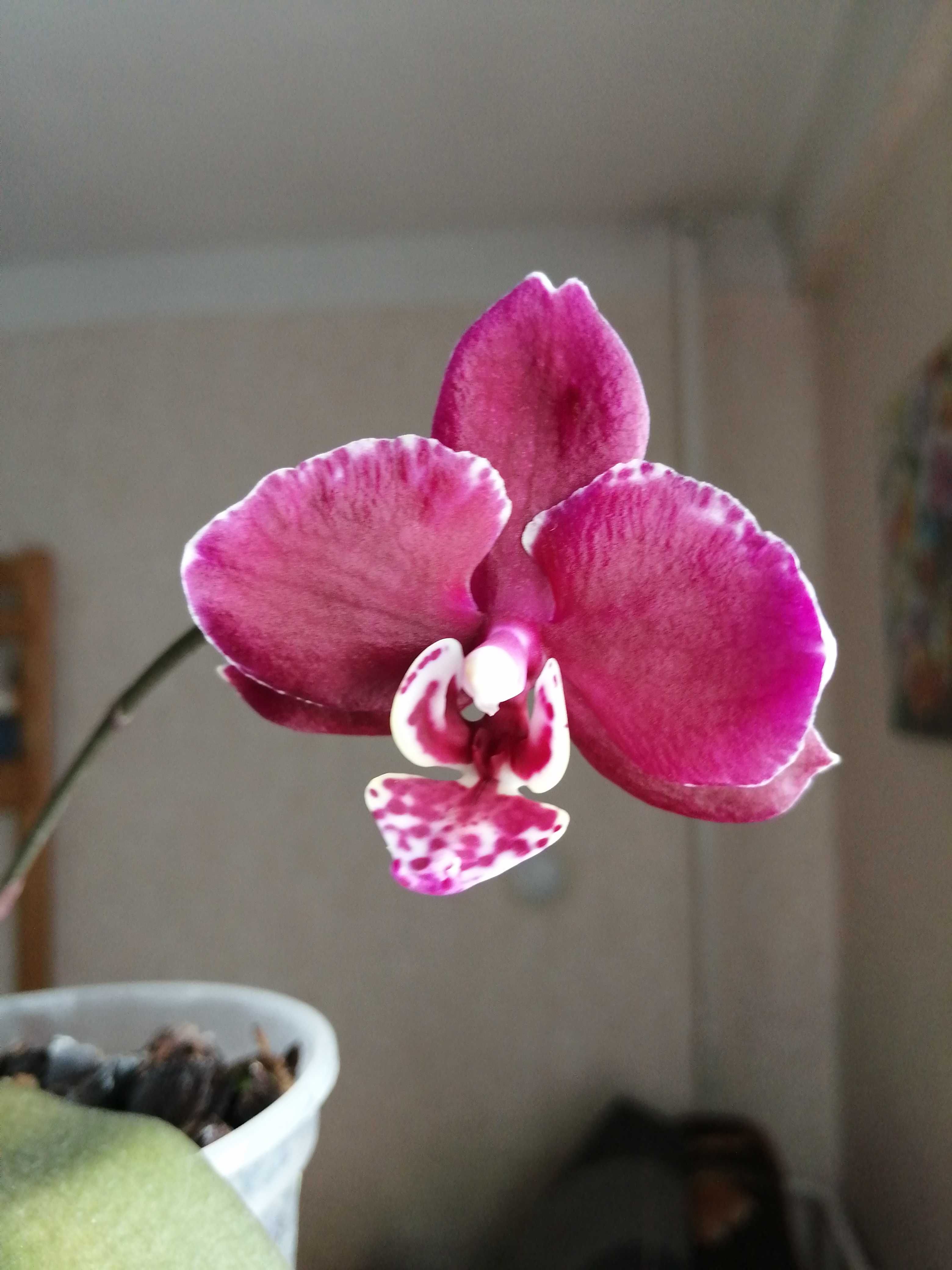 Продам молодые орхидеи из моей коллекции