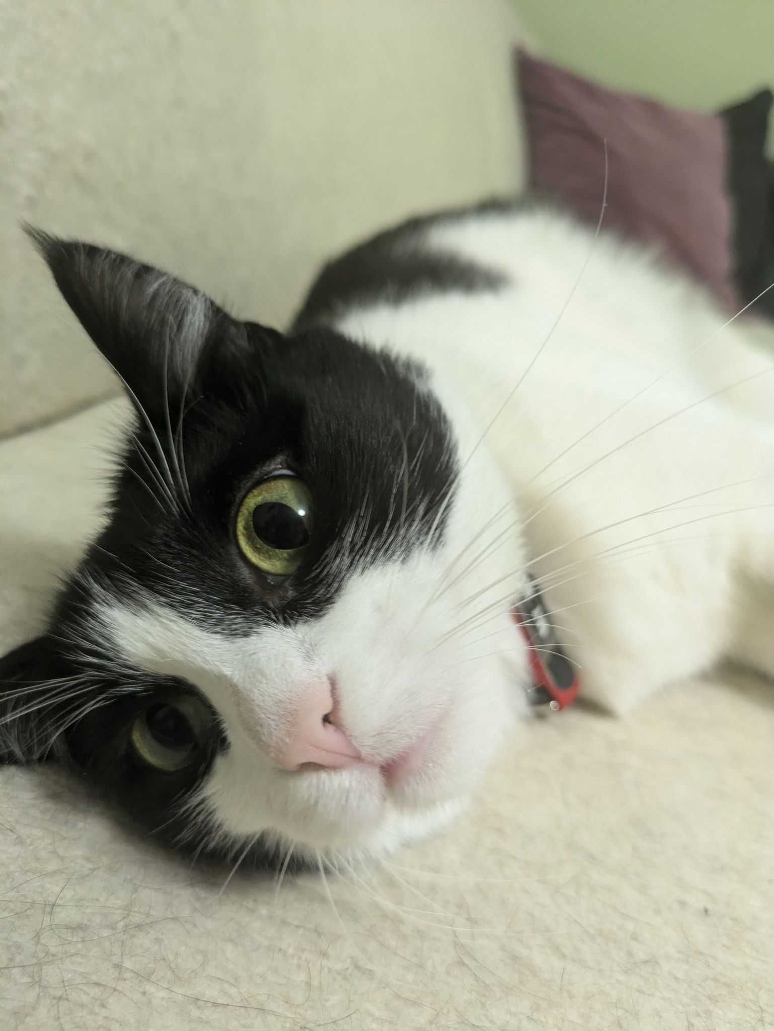 Vicky - piękna kotka do adopcji