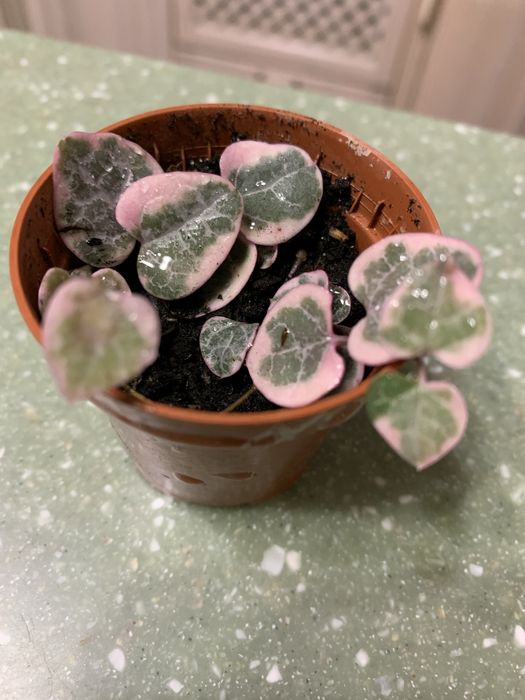 Церопегія Вуду і варієгатна