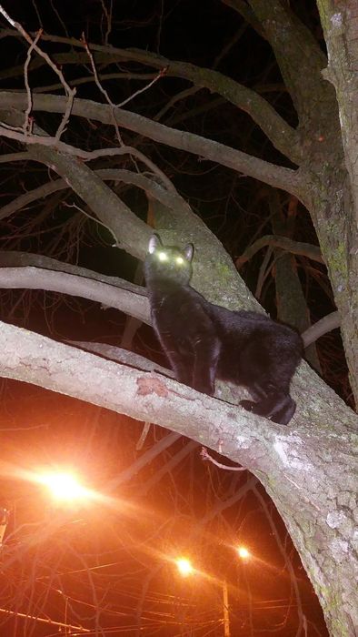 Найден чёрный кот