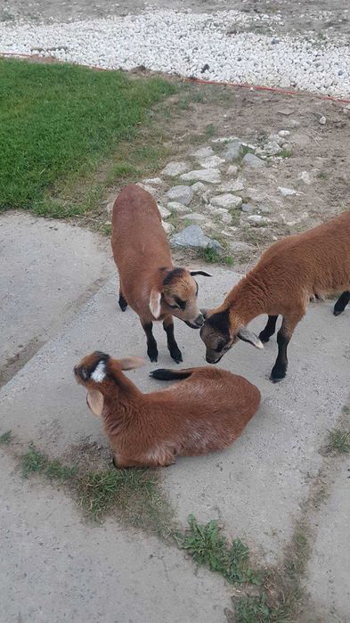 Продам ягнята камерунські