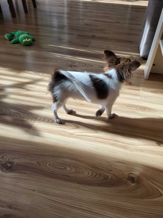 Chiuhuahua długowłosy piesek