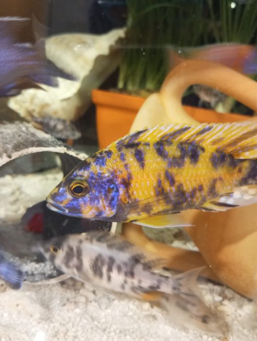 Aulonocaras calico ob