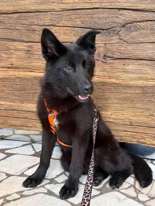 Скай метис вівчарки 1 рік  шукає дім