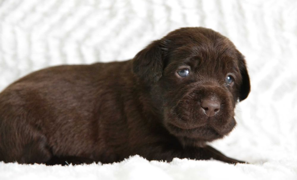 Piękny Szczeniak Labrador Retriever