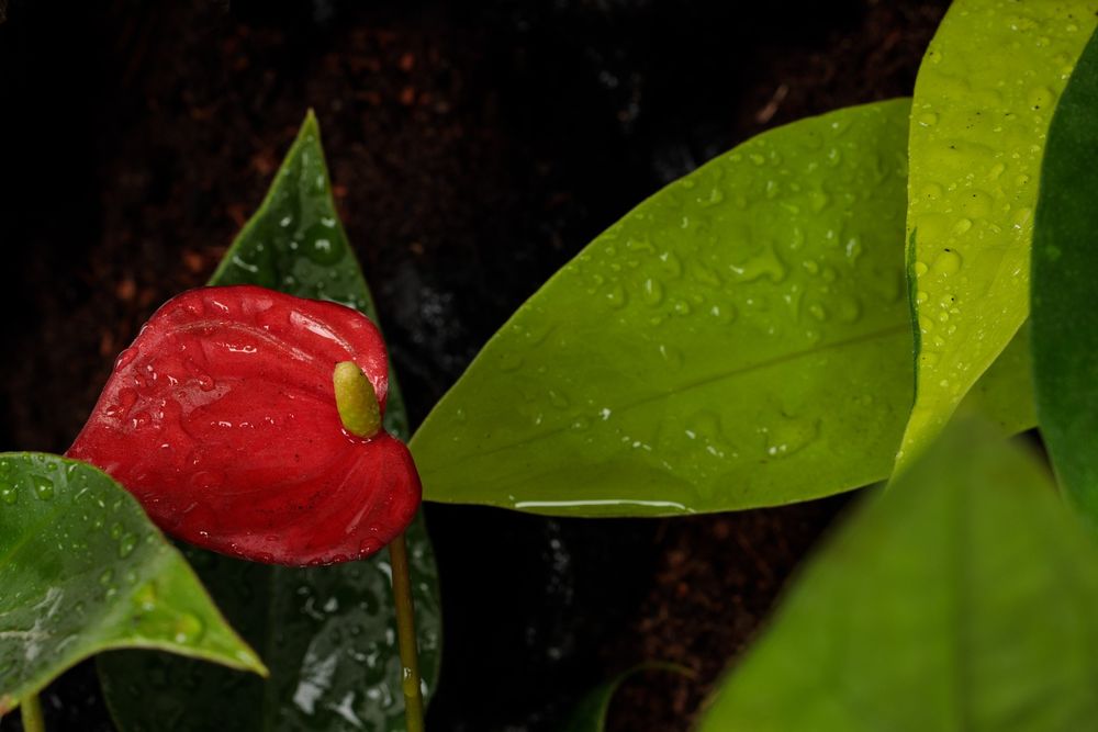 Terrarium paludarium gekon orzęsiony