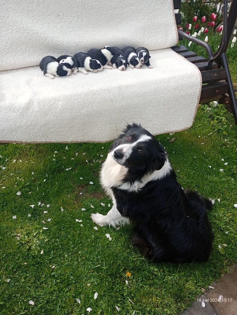 Szczeniak Border Collie