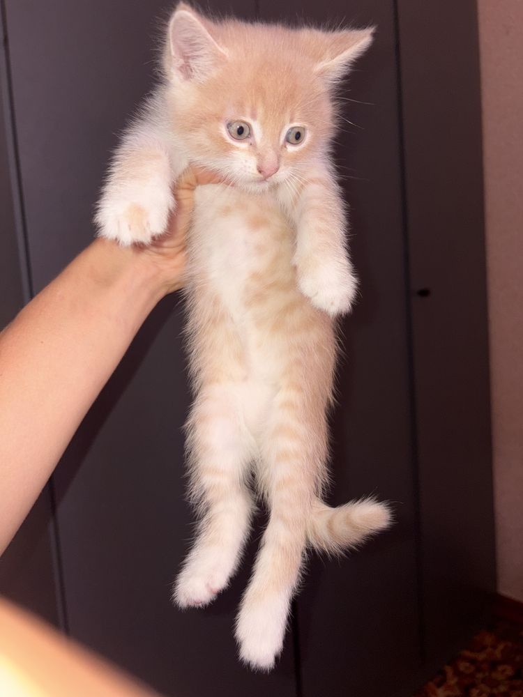 Котик хлопчик 1,5 місяці