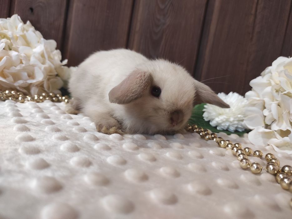 Mini Lopki z WYPRAWKĄ I KSIĄŻECZKĄ Śliczne Malutkie Króliczki
