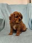 Cavalier king charles spaniel Prześliczny Piesek