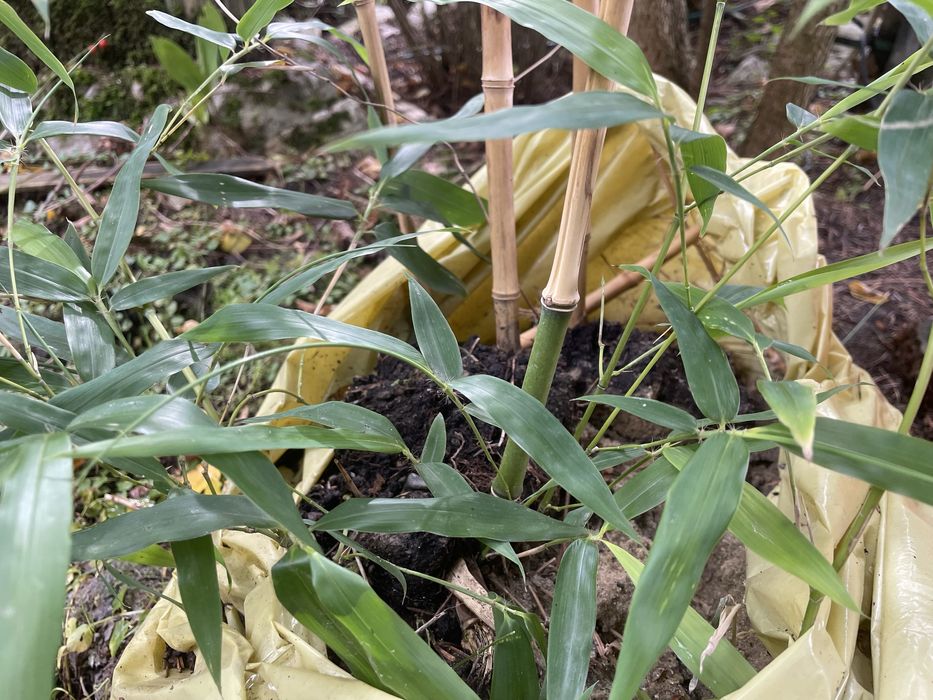 Bambus Phyllostachys bissetti bissetta bisseti