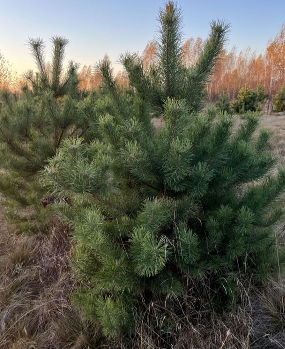 Сосна новорічна оптом