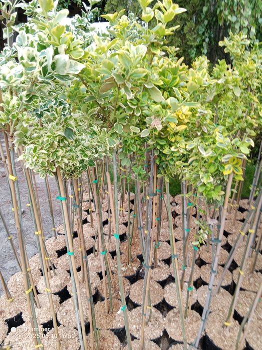 Trzmielina szczepiona na pniu