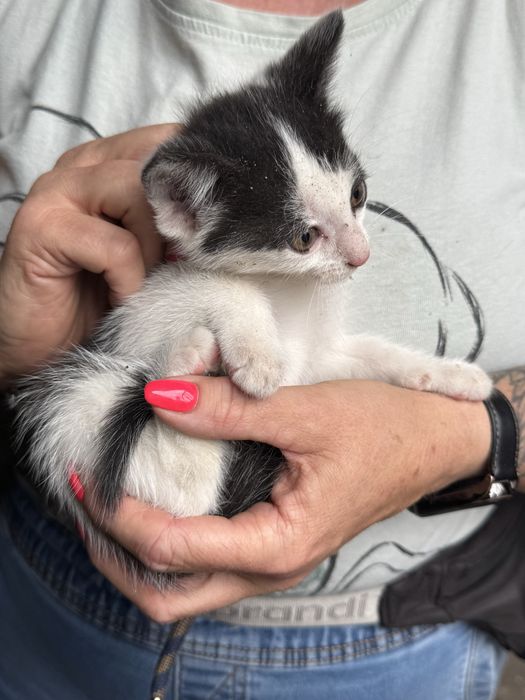 Kociaki do adopcji