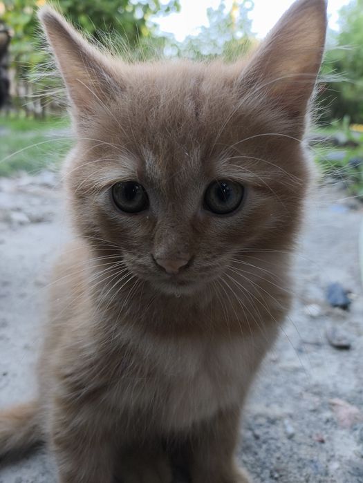 Отдам котят в хорошие руки 2 месяца