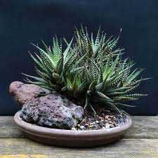 Хавортия жемчужная Haworthia margaritifera