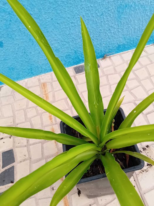 Planta aranha Chlorophytum Comosum