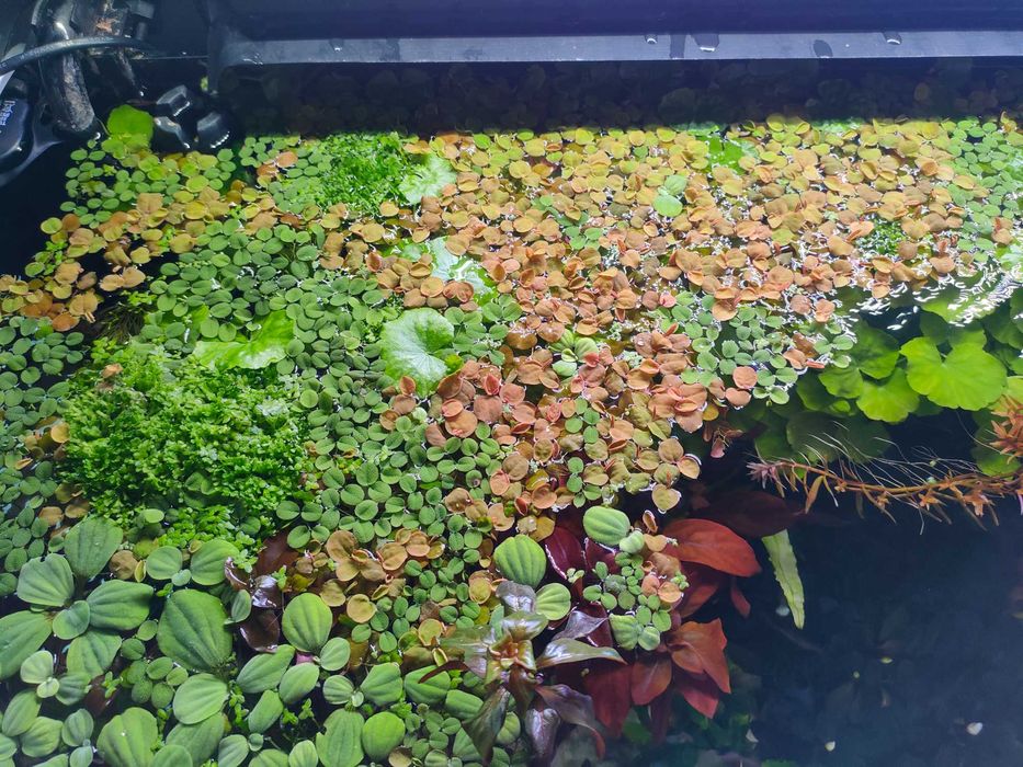 Salvinia minima natans