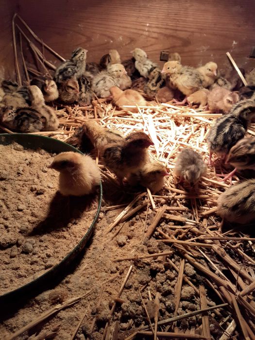 Jaja lęgowe przepiórki